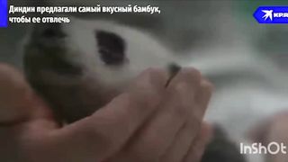 детство пандочки Катюши из московского зоопарка