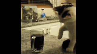 Cats Who Knock Things Over! (A compilation)