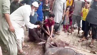 Eid ul Azha Korbani