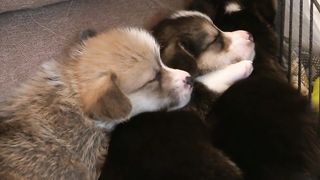 In the World of Tiny Delights: Captivating Moments of Joy with Our Beloved Small Dogs ????✨"