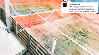 Persiapan awal sebelum tebar bibit lele❗Agar ikan lele tumbuh optimal dan jauh dari gangguan