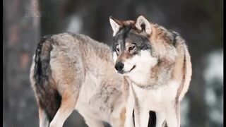 Amazing animals