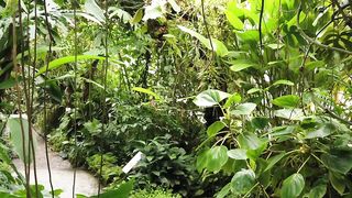 Enchanting Amazon: Unveiling the Secrets of the Lush Green Canopy ????✨"