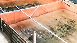 Untuk pemijahan sepasang indukan lele butuh berapa kolam❓Ukuran berapa kolam yang pas❓