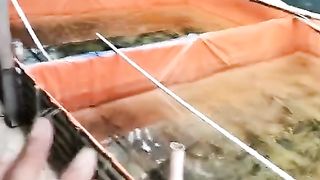 Kolam untuk segmen pembesaran ikan lele baiknya TINGGI berapa❓
