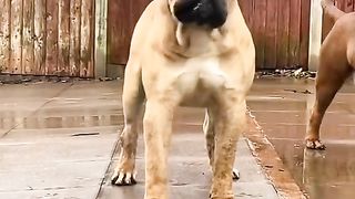 Dogs lovers