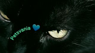 My siamese cat inside the hat .Petsvania ???? cute cats