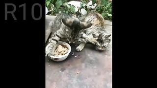 cat funny video