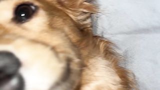Funny dog