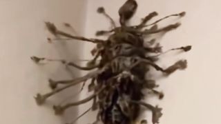 Unbelievable Creatures Discovered In Africa That Left Scientists Confused