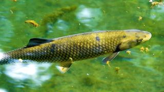 Peixe