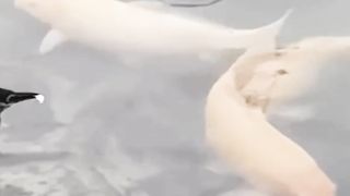 Birds fishing