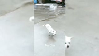 Funniest Dogs and Cats Video Latest