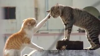 Cats fighting with sound