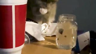 Best Funny Animal Videos 2024 Part 22