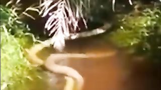 Ular kobra albino