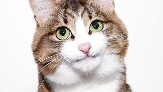 City cat