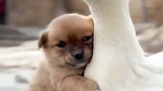 puppy riding a duck