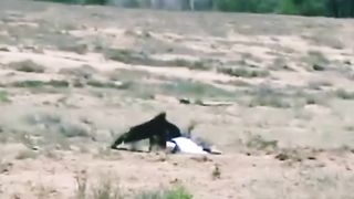 Black Eagle attacked a young girl