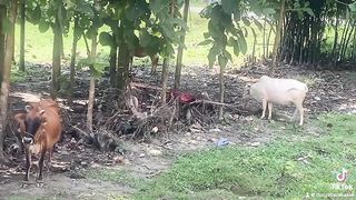 cattle