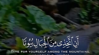 Holy Quran video
