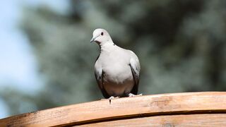 Pombo