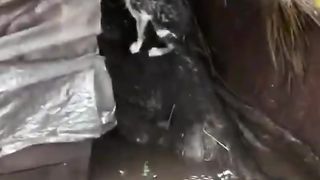 Anak Kucing yang Terjebak Banjir