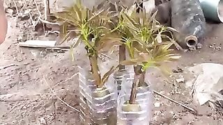 Omg Unique_Skill_Grafting_Mango_tree_