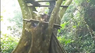 wooden tree house