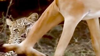 Cheetahs prey on deer