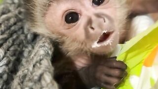cute baby monkey calling mom
