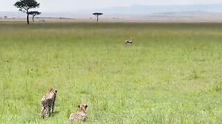two leopards chasing a fawn