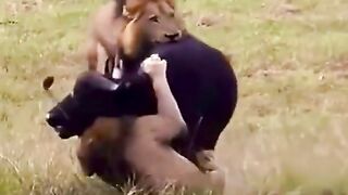 Poor buffalo became Lion's food