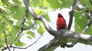 Northern Cardinal, Virginia