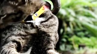 Cat movement | beautiful cat | #shorts | #cat | #music | #meditation