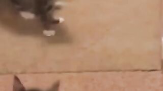 Funniest Cat and Dog Video