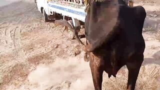 Cow has been sold