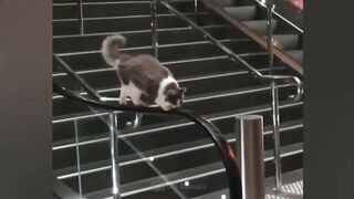 The Funniest animals | Fun with  Cats and Dogs
