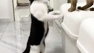 Funniest Animal Of The 2022 ???????? #short #dindinanimalsshort #dindinanimals
