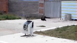 FUNNY CUTE PETS