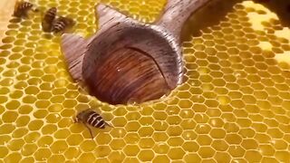 Pure honey|original |