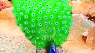 Peacock beauty
