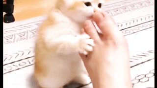 cute kitten | kitty eating style | cat in funny mood | pets | pet lovers