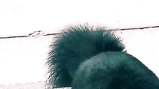 Hungry Squirrel In my Back Yard