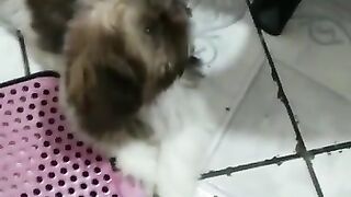 Shitzu Brincando