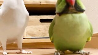 Beautiful Parrot