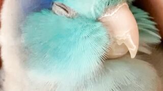 Sleeping Parrot