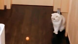 Funny cats videos