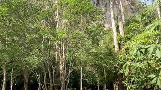 Jungle videos