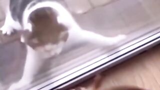 Funny pets